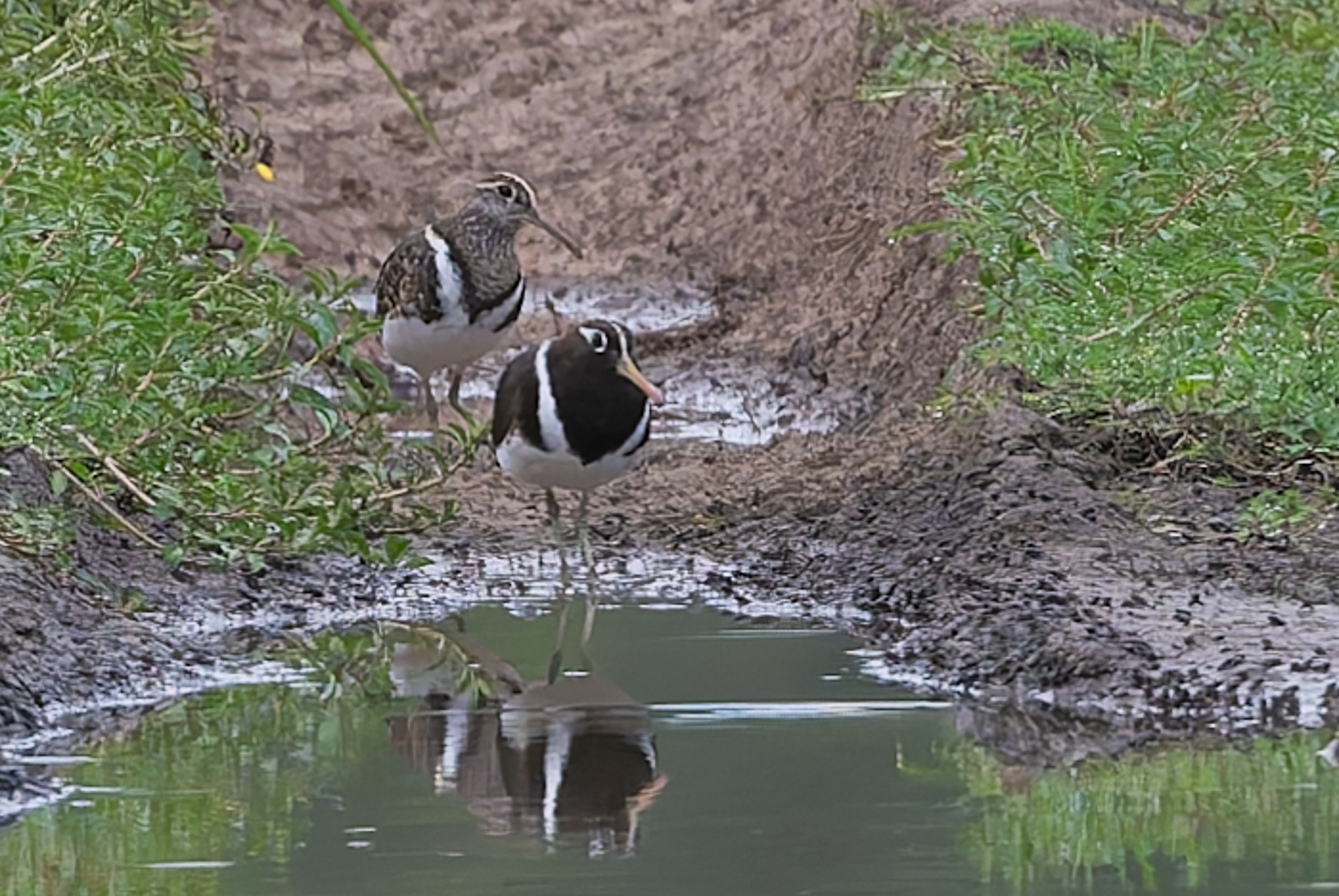 Australian Painted-snipe (Rostratula australis), photo 9