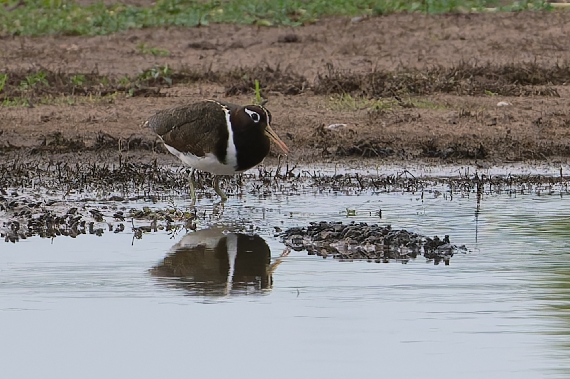Australian Painted-snipe (Rostratula australis), photo 8