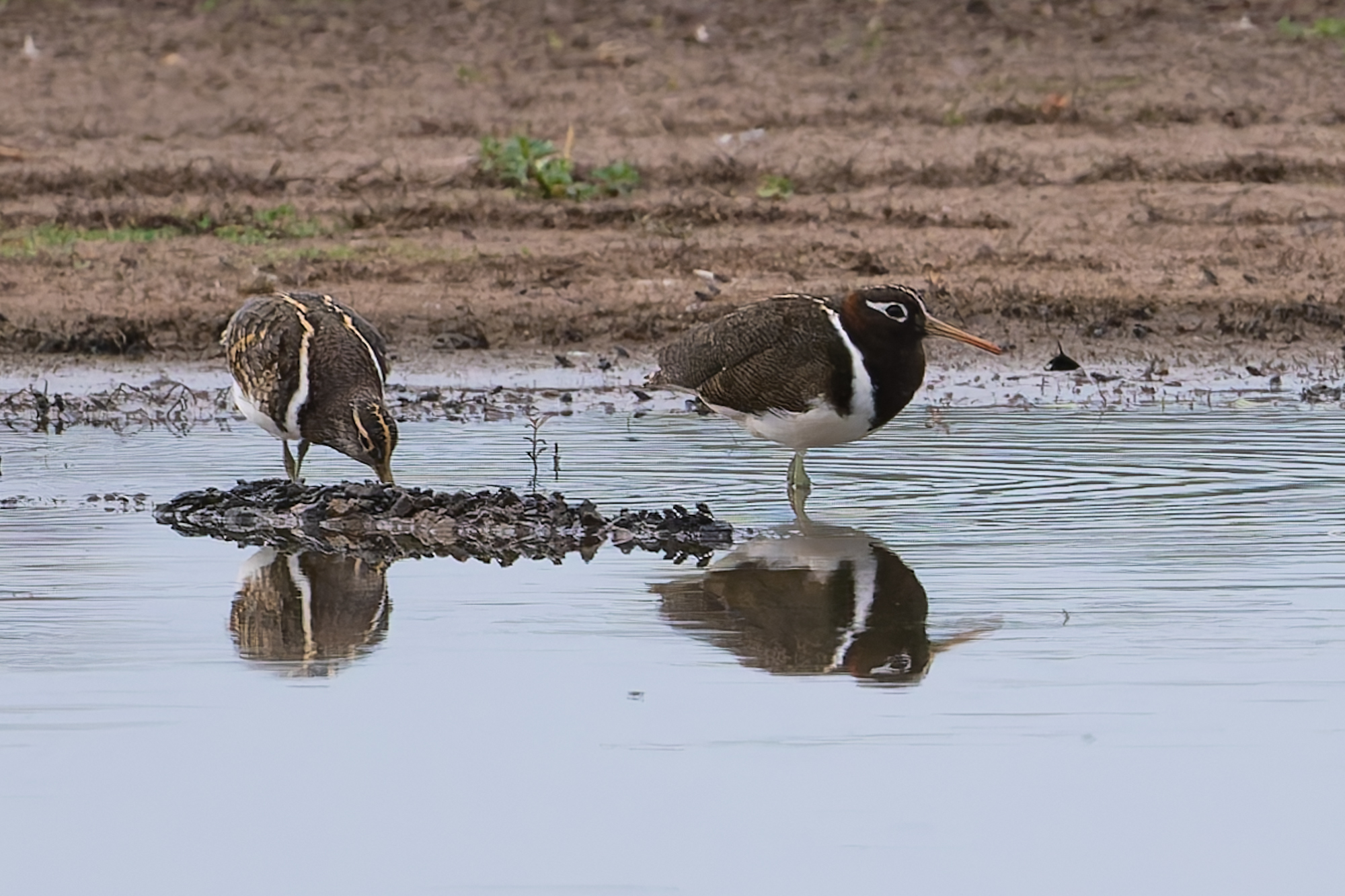 Australian Painted-snipe (Rostratula australis), photo 6