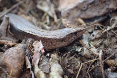 Hardy's Skink photo 4