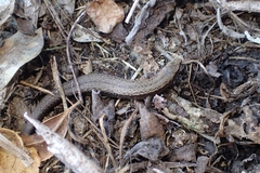Hardy's Skink photo 5