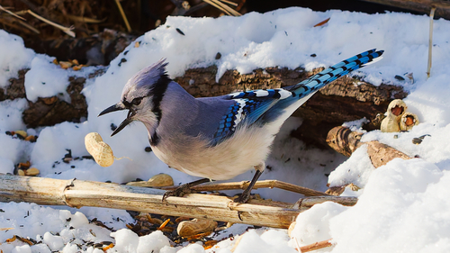 Blue Jay photographed in Wisconsin