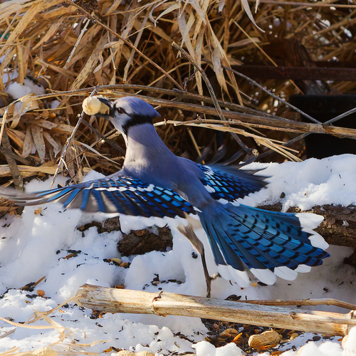 Blue Jay photographed in Wisconsin