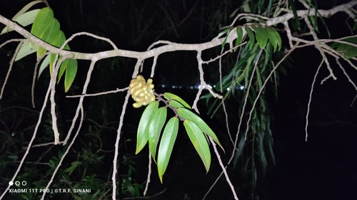 Image of Xylopia aromatica by (c) Thomaz Ricardo Favreto Sinani, some rights reserved (CC BY)