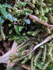 Hymenophyllum polyanthon