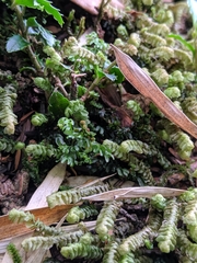 Hymenophyllum polyanthon