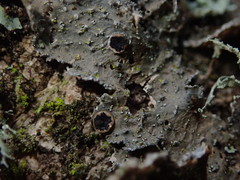 Pseudocyphellaria haywardiorum