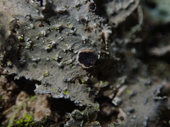 Pseudocyphellaria haywardiorum