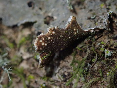 Pseudocyphellaria haywardiorum