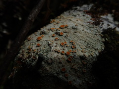 Brigantiaea chrysosticta