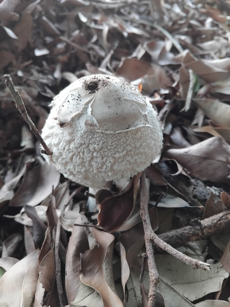Chlorophyllum nothorhacodes · February 2025 · photo: © sofiazed1 (iNaturalist, cc-by)