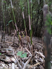 Neottia japonica