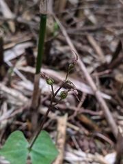 Neottia japonica