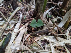 Neottia japonica