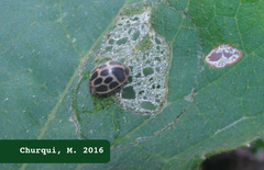 Epilachna paenulata