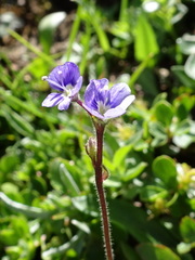 Veronica aphylla