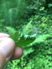 Aculops macrotrichus