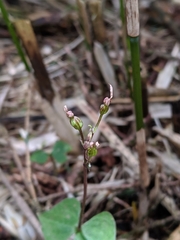Neottia japonica