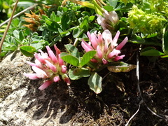 Trifolium thalii