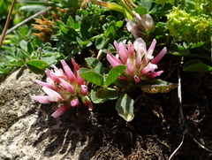 Trifolium thalii