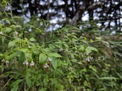 Vaccinium japonicum lasiostemon