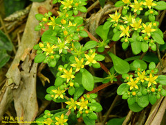 Sedum formosanum