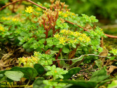 Sedum formosanum