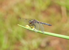 Leucorrhinia frigida
