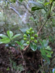 Skimmia
