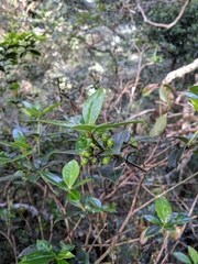 Skimmia