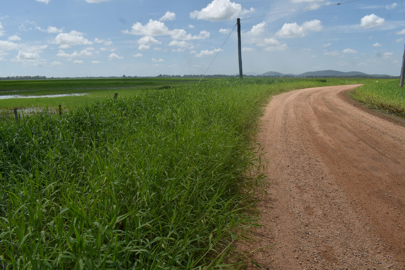 Imagem de Capim-angola