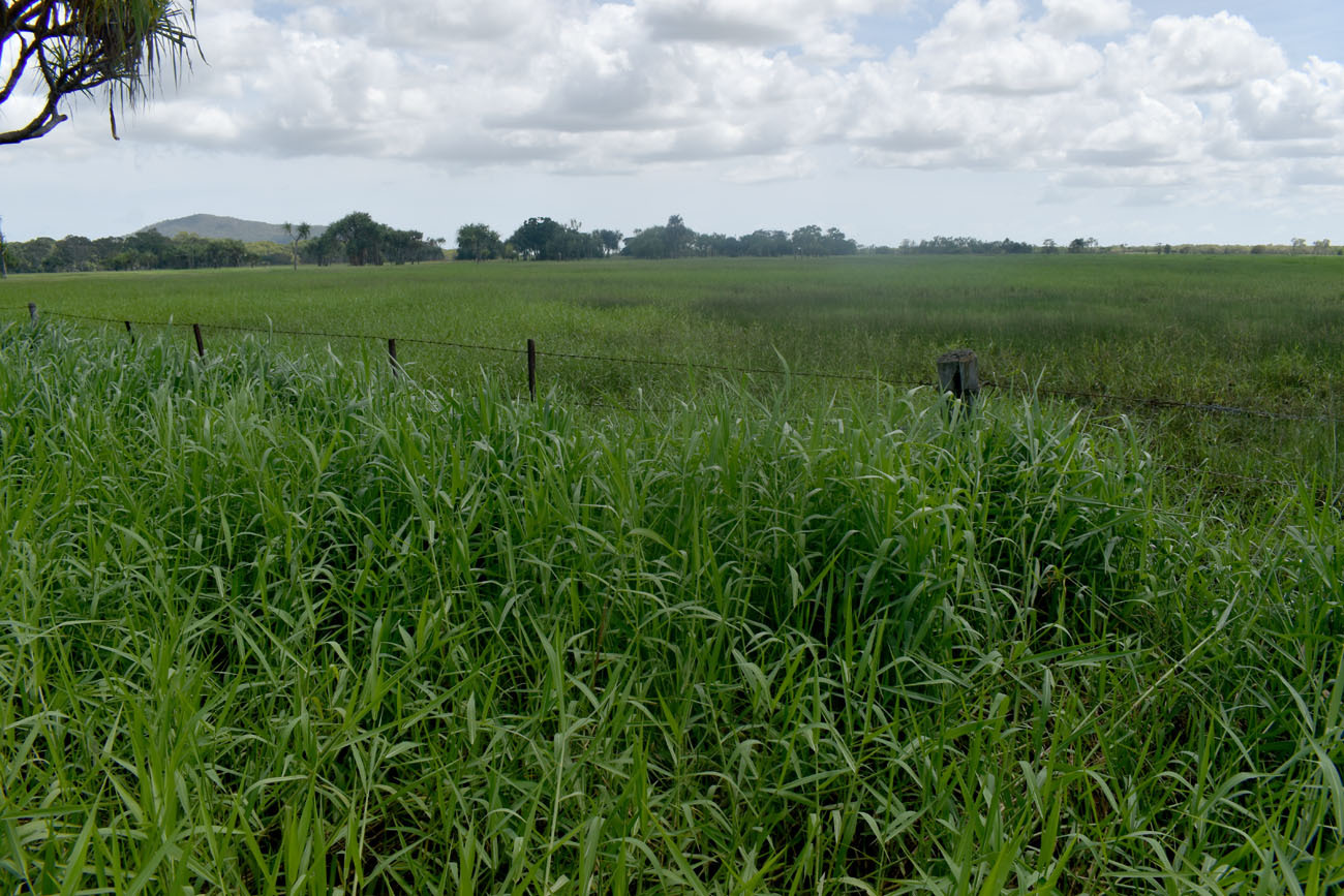 Imagem de Capim-angola
