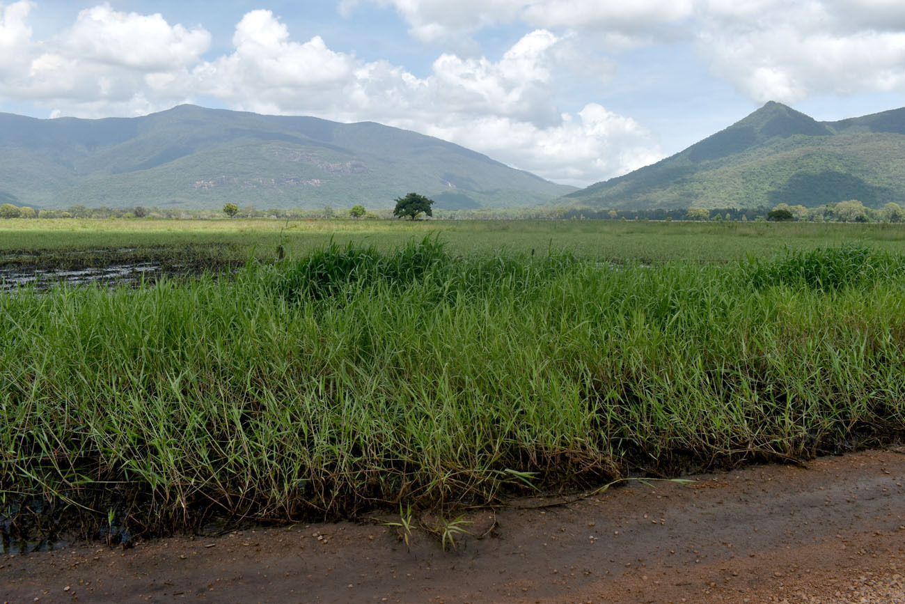 Imagem de Capim-angola
