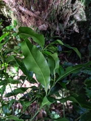 Lithocarpus hancei