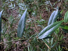 Rubus liui