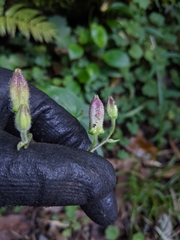 Tricyrtis