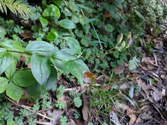 Tricyrtis