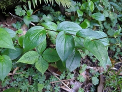 Tricyrtis