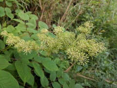 Aralia cordata
