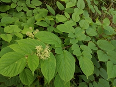 Aralia cordata