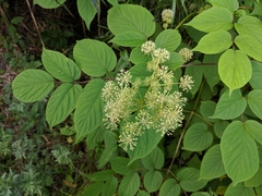 Aralia cordata