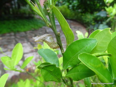 Citrus × aurantium