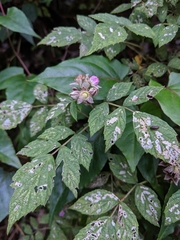 Rubus incanus