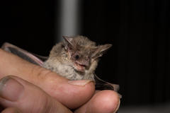 Lesser Long-Eared Bat photo 5