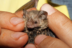 Lesser Long-Eared Bat photo 4