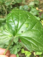 Rondaniola bursaria