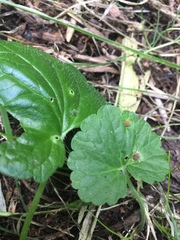 Rondaniola bursaria