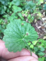 Rondaniola bursaria