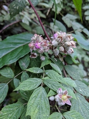 Rubus incanus