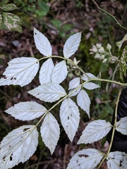 Rubus incanus